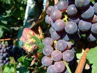 Corte Franca - produzione vinicola
